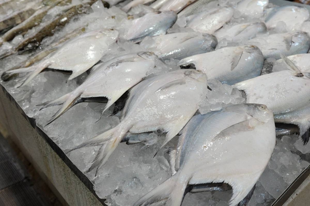 Fishermen running out of diesel threaten to stop fishing - TimesKuwait