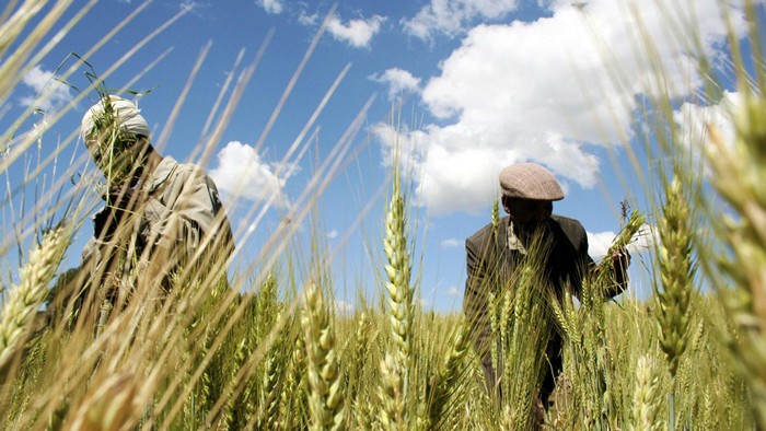 Ethiopia realizing benefits of early investment in agriculture ...
