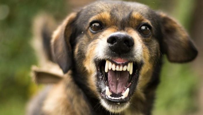 aggressive-angry-dog_dd648f38-fcd6-11e9-9bd9-13880a980866