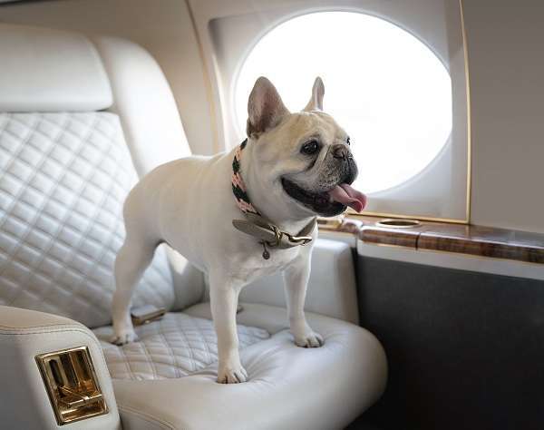 Jet-setting with your pets - TimesKuwait