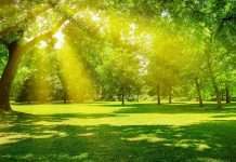 Determining optimum level of protein