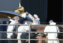 Avian influenza situation worsening in France