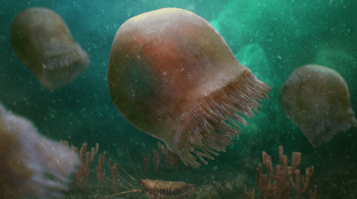 Oldest known species of jellyfish discovered in the Canadian Rockies ...