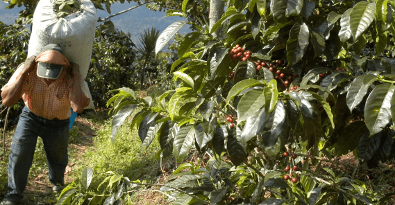 From Ethiopia's Kaffa rainforests to Cafes.. Epic tale of coffee ...