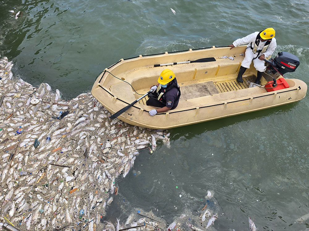 Cleaning the Kuwait Towers Beach and Removing Dead Fish from the Bay