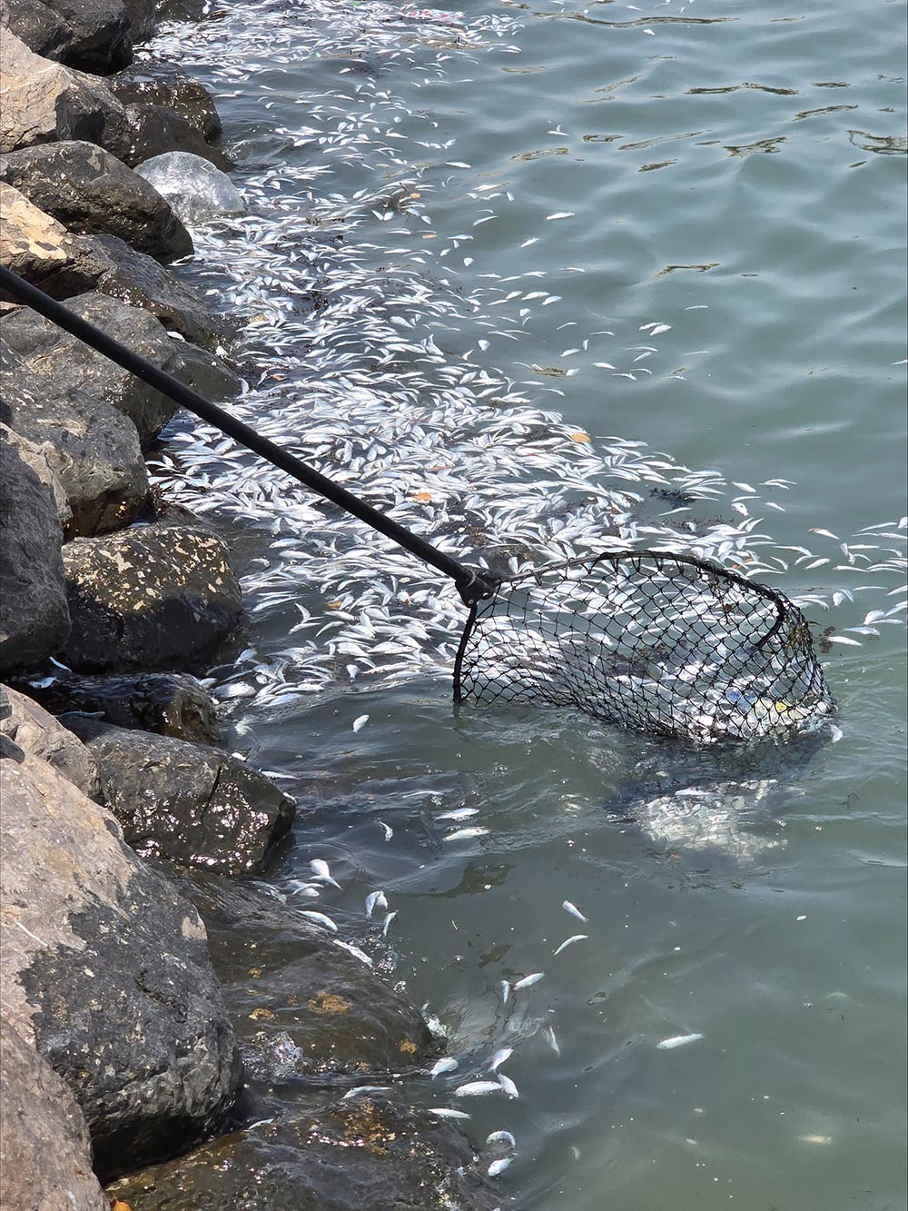 Kuwait Dive Team reaffirms environmental commitmen
